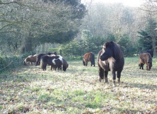 Le Manège des Platanes